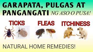 suka para sa garapata ng aso|Itsura Ng Kagat Ng Garapata Sa Tao .